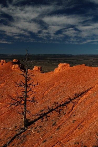 Tree in Red Canyon Utah