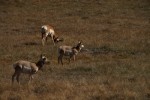 Bryce Canyon NP Pronghorn