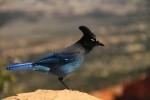 Bryce Canyon NP Steller's Jay