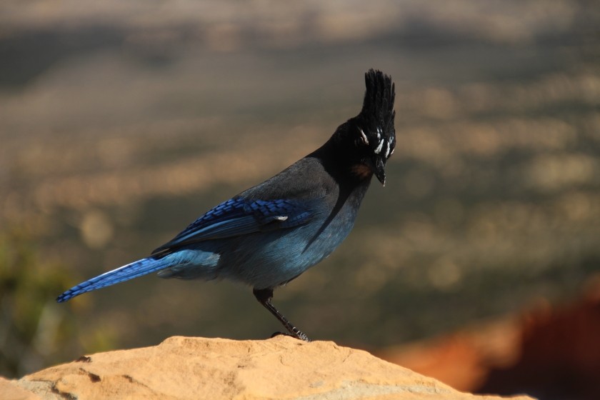 Bryce Canyon NP Steller's Jay