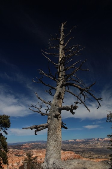 Bryce Canyon NP Dead Tree