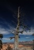 Bryce Canyon NP Dead Tree