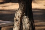 Bryce Canyon NP White-Breasted Nuthatch