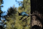 Bryce Canyon NP Stellar's Jay