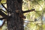 Bryce Canyon NP Chipmunk