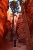 Bryce Canyon NP Tall Pine