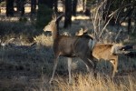 Bryce Canyon NP Mule Deer