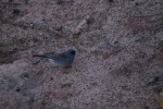 Zion NP Gray Headed Dark Eyed Junco