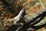 Zion NP Juniper Titmouse