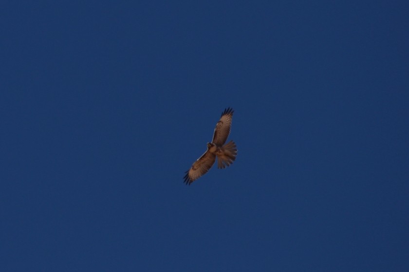 Zion NP Red-Tailed Hawk