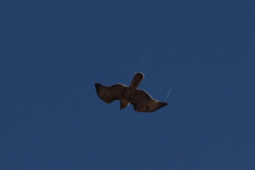 Zion NP Red-Tailed Hawk