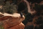 California Condor in Zion NP