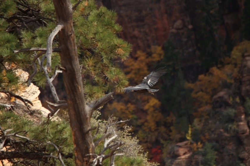 Zion NP 