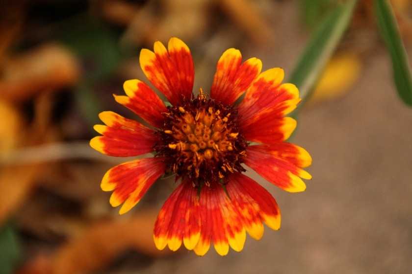 Zion NP Indian Blanket-Firewheel