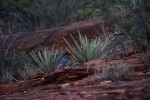 Zion NP 